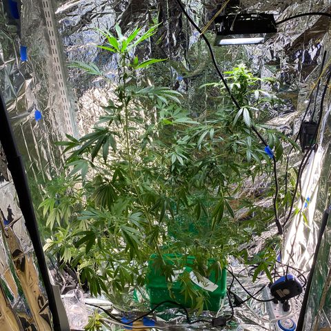Celeste growlog timeline photo