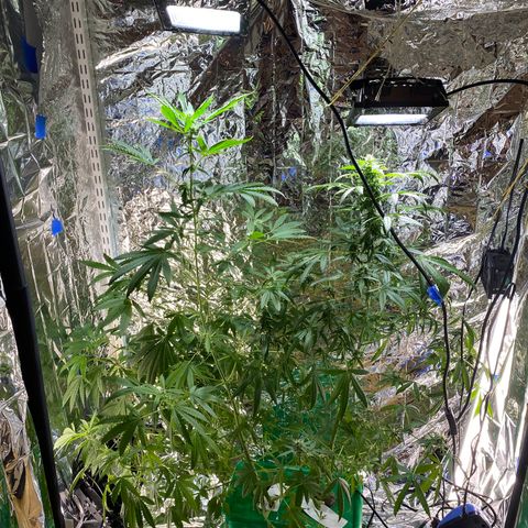 Celeste growlog timeline photo