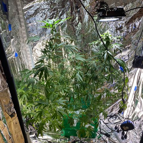 Celeste growlog timeline photo