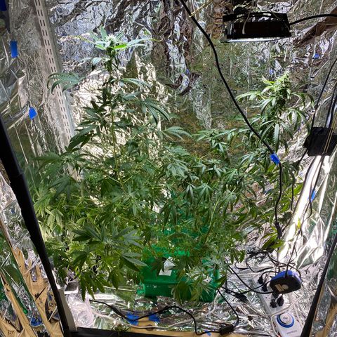 Celeste growlog timeline photo