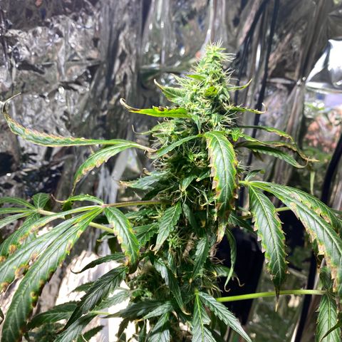Celeste growlog timeline photo