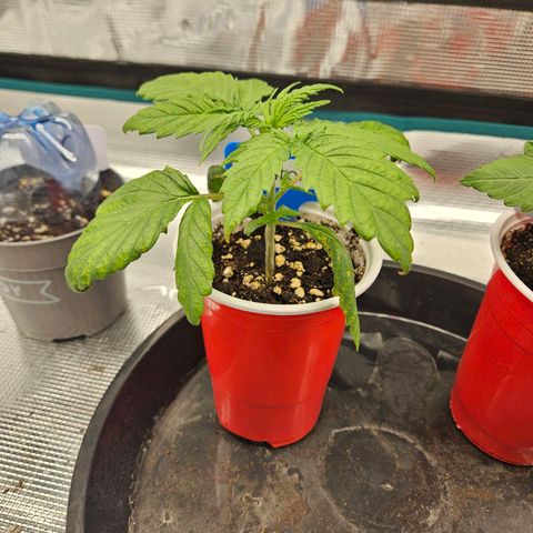 Gelato #44 RQS indoor growlog timeline photo
