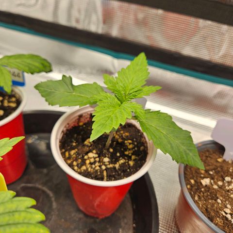 Critical (RQS) indoor growlog timeline photo