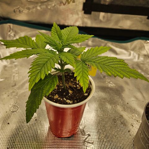 Biscotti (RQS) indoor  growlog timeline photo