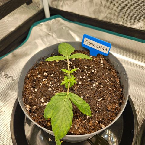 Gelato #44 RQS indoor growlog timeline photo