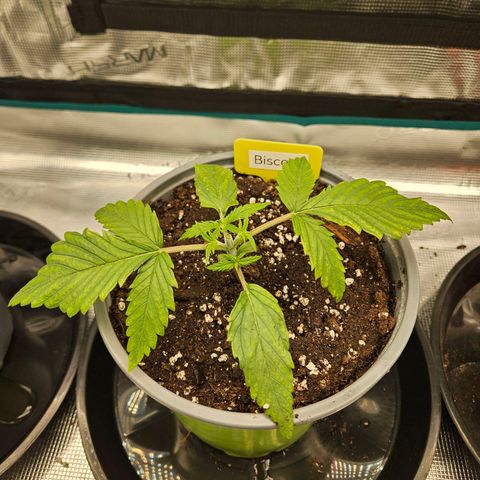 Biscotti (RQS) indoor  growlog timeline photo