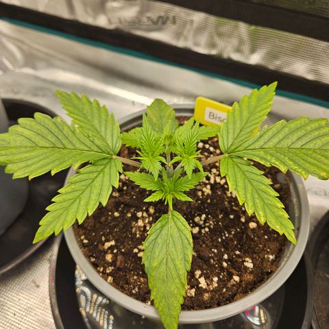 Biscotti (RQS) indoor  growlog timeline photo