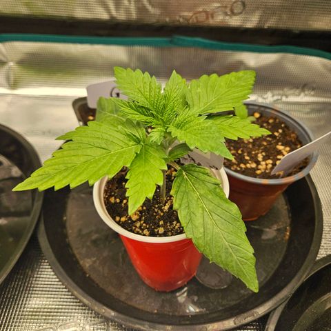 Critical (RQS) indoor growlog timeline photo