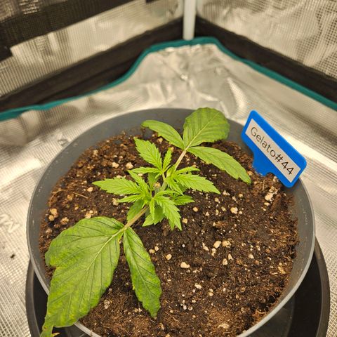 Gelato #44 RQS indoor growlog timeline photo