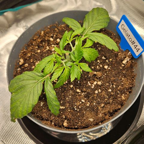 Gelato #44 RQS indoor growlog timeline photo