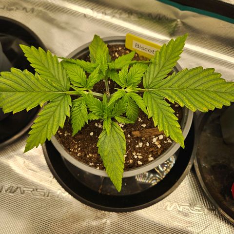 Biscotti (RQS) indoor  growlog timeline photo
