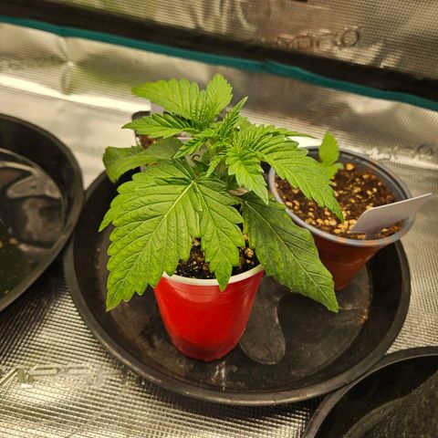 Critical (RQS) indoor growlog timeline photo