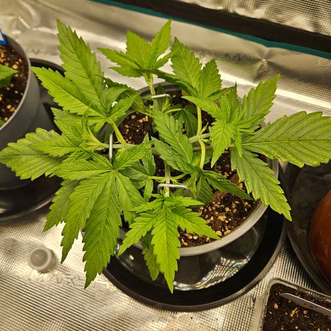 Biscotti (RQS) indoor  growlog timeline photo