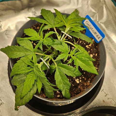 Gelato #44 RQS indoor growlog timeline photo