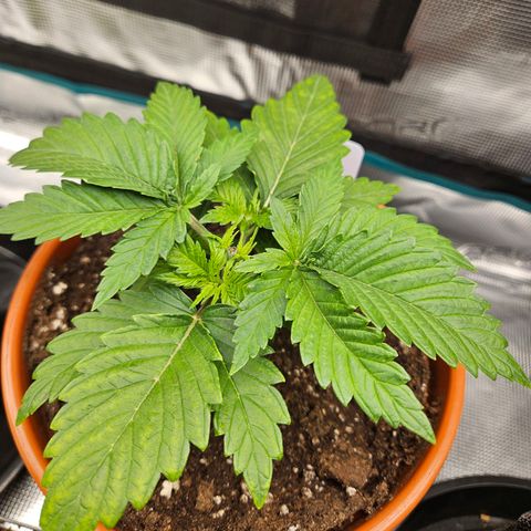 Critical (RQS) indoor growlog timeline photo