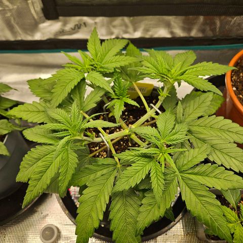 Biscotti (RQS) indoor  growlog timeline photo