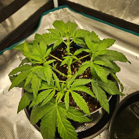 Gelato #44 RQS indoor growlog timeline photo