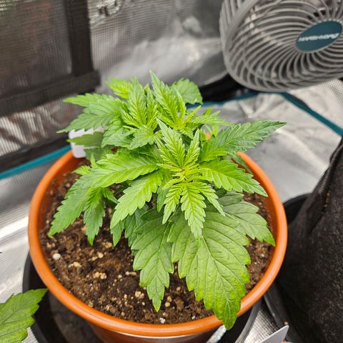 Critical (RQS) indoor growlog timeline photo