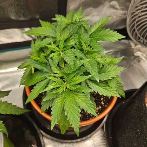 Critical (RQS) indoor growlog timeline photo
