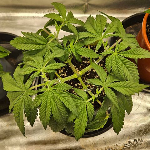 Biscotti (RQS) indoor  growlog timeline photo