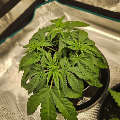Gelato #44 RQS indoor growlog timeline photo