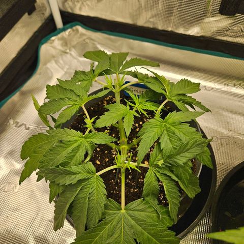 Gelato #44 RQS indoor growlog timeline photo