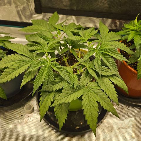 Biscotti (RQS) indoor  growlog timeline photo