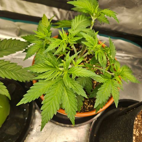 Critical (RQS) indoor growlog timeline photo