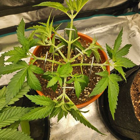 Critical (RQS) indoor growlog timeline photo