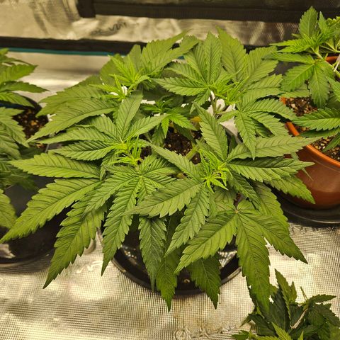 Biscotti (RQS) indoor  growlog timeline photo