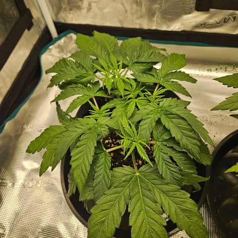 Gelato #44 RQS indoor growlog timeline photo