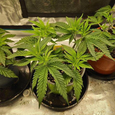 Biscotti (RQS) indoor  growlog timeline photo