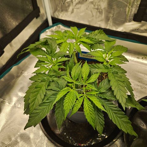 Gelato #44 RQS indoor growlog timeline photo