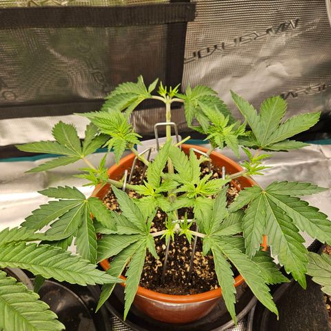 Critical (RQS) indoor growlog timeline photo