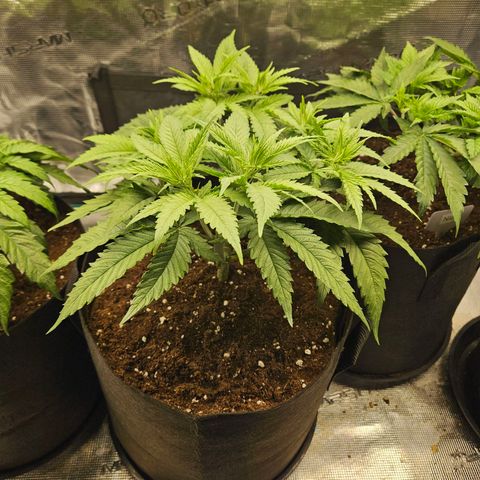 Biscotti (RQS) indoor  growlog timeline photo