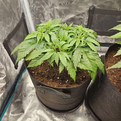 Gelato #44 RQS indoor growlog timeline photo
