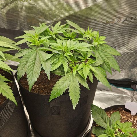Critical (RQS) indoor growlog timeline photo