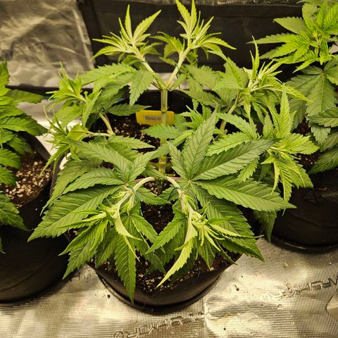 Biscotti (RQS) indoor  growlog timeline photo