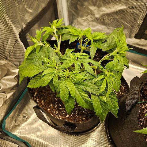 Gelato #44 RQS indoor growlog timeline photo