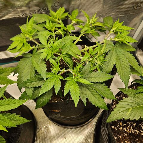 Critical (RQS) indoor growlog timeline photo