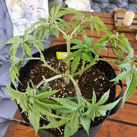 Biscotti (RQS) indoor  growlog timeline photo