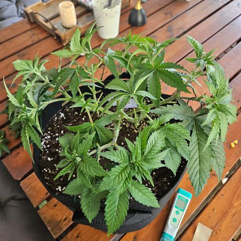 Critical (RQS) indoor growlog timeline photo