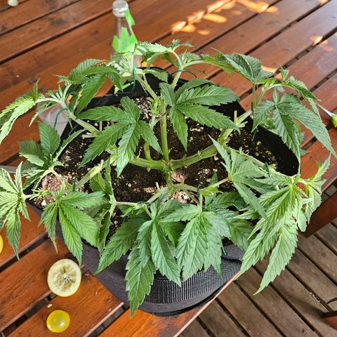 Gelato #44 RQS indoor growlog timeline photo