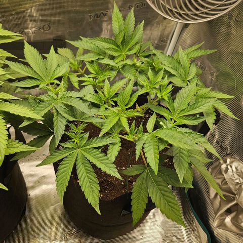 Critical (RQS) indoor growlog timeline photo