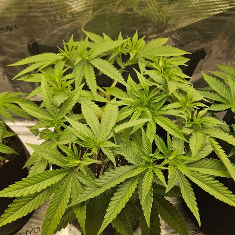 Biscotti (RQS) indoor  growlog timeline photo
