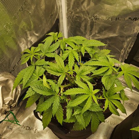 Gelato #44 RQS indoor growlog timeline photo
