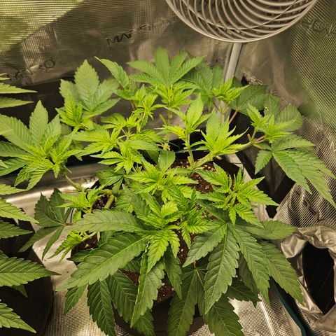 Critical (RQS) indoor growlog timeline photo