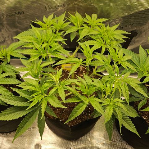 Biscotti (RQS) indoor  growlog timeline photo