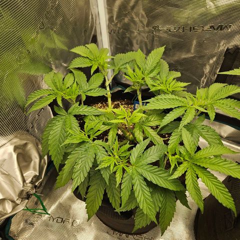 Gelato #44 RQS indoor growlog timeline photo