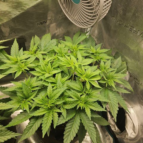 Critical (RQS) indoor growlog timeline photo